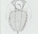 The-Ur-Trilobite
